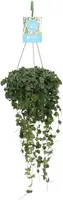 Hoya curtisii (Wasbloem) 30cm - afbeelding 1