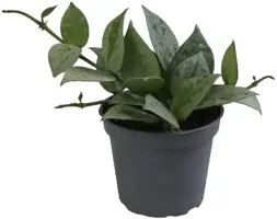 Hoya krohniana 'Eskimo' (Sneeuwtop Hoya) 10cm - afbeelding 1