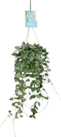 Hoya krohniana 'Eskimo' (Wasbloem) 30cm - afbeelding 1