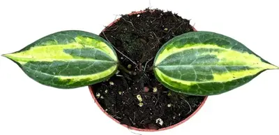 Hoya latifolia 'Pot of Gold' (Wasbloem) 15cm - afbeelding 2
