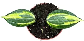 Hoya latifolia 'Pot of Gold' (Wasbloem) 15cm - afbeelding 2