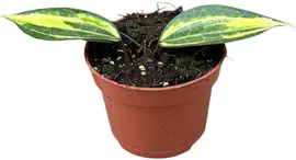 Hoya latifolia 'Pot of Gold' (Wasbloem) 15cm - afbeelding 1