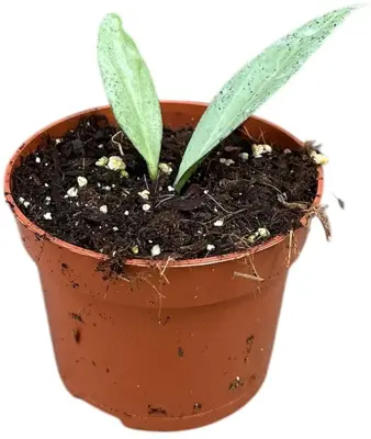 Hoya 'New guinea ghost'  (Wasbloem) 15cm - afbeelding 2