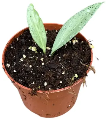 Hoya 'New guinea ghost'  (Wasbloem) 15cm - afbeelding 1