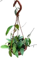 Hoya 'Phuwuaensis' (Wasbloem) 30cm - afbeelding 1