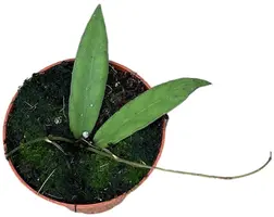 Hoya Scortechinii (Wasbloem) 5cm - afbeelding 2