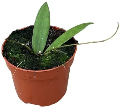 Hoya Scortechinii (Wasbloem) 5cm - afbeelding 1