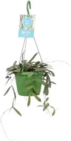 Hoya sigillatis (Rode wasbloem) 4cm - afbeelding 1