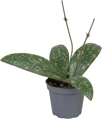 Hoya sigillatis (Wasbloem) 20cm - afbeelding 1