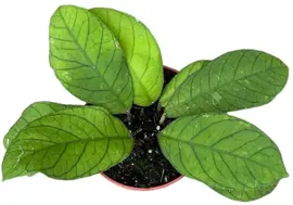 Hoya Sp Sabah (Wasbloem) 15cm - afbeelding 2
