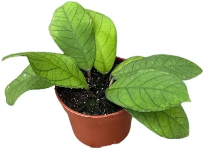 Hoya Sp Sabah (Wasbloem) 15cm - afbeelding 1