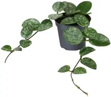 Hoya splash 'Mathilde' (Wasbloem) 15cm - afbeelding 1