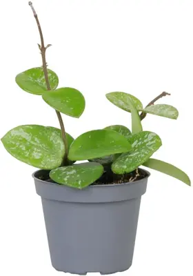 Hoya splash 'Mathilde' (Wasbloem) 15cm - afbeelding 2