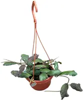 Hoya Waymaniae (Wasbloem) 30cm - afbeelding 1