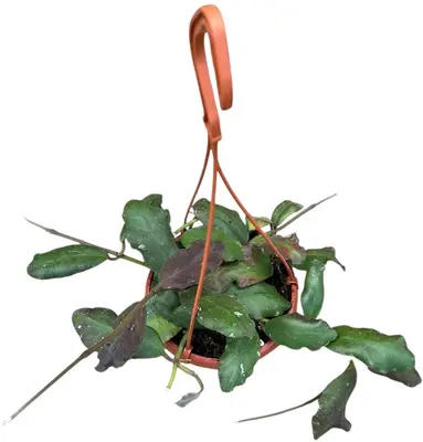 Hoya Waymaniae (Wasbloem) 30cm - afbeelding 2