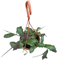 Hoya Waymaniae (Wasbloem) 30cm - afbeelding 2