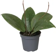 Hoya Wibergiae (Wasbloem) 20cm - afbeelding 1