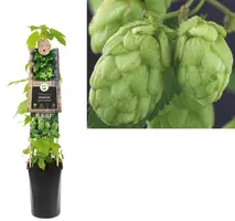 Humulus lupulus 'Nordbrau' (Hop) klimplant - afbeelding 1