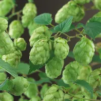 Humulus lupulus 'Nordbrau' (Hop) klimplant - afbeelding 3