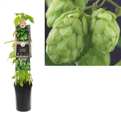 Humulus lupulus 'Nordbrau' (Hop) klimplant 75cm - afbeelding 1