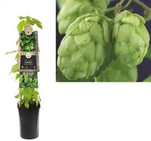 Humulus lupulus 'Nordbrau' (Hop) klimplant 75cm - afbeelding 1