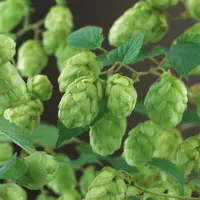 Humulus lupulus 'Nordbrau' (Hop) klimplant 75cm - afbeelding 3