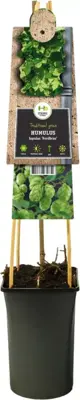 Humulus lupulus 'Nordbrau' (Hop) klimplant 75cm - afbeelding 2