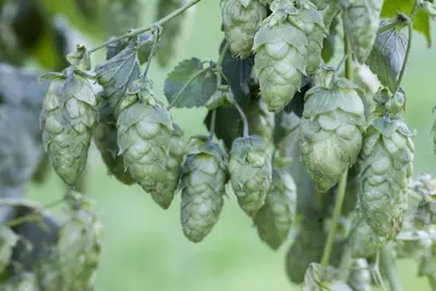 Humulus lupulus 'Nordbräu' (Wilde Hop 'Nordbräu') - afbeelding 1