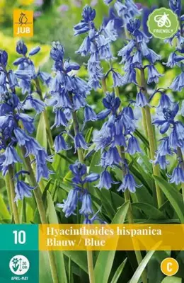 Hyacinthoides hisp. blauw 10 stuks - afbeelding 2