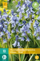 Hyacinthoides hisp. blauw 10 stuks