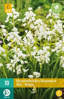 Hyacinthoides hisp. Wit 10 stuks - afbeelding 1