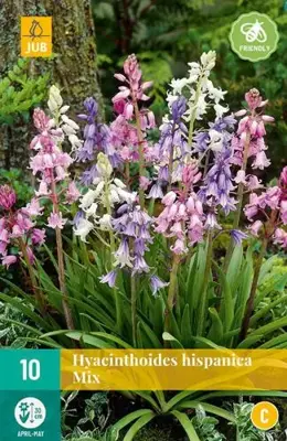 Hyacinthoides hispanica mix 10 stuks - afbeelding 2