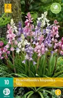 Hyacinthoides hispanica mix 10 stuks - afbeelding 2