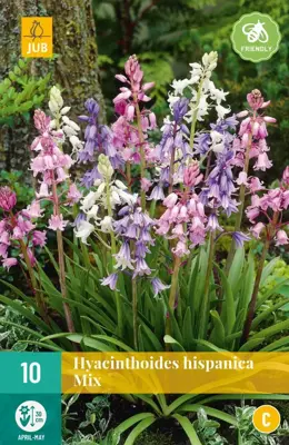 Hyacinthoides hispanica mix 10 stuks - afbeelding 1