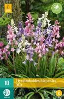 Hyacinthoides hispanica mix 10 stuks - afbeelding 1