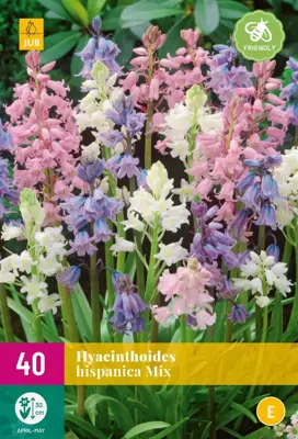 Hyacinthoides hispanica Mix 40 stuks - afbeelding 1