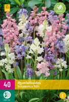 Hyacinthoides hispanica Mix 40 stuks - afbeelding 1