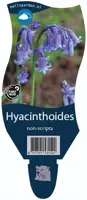 Hyacinthoides non-scripta (Wilde hyacinth) - afbeelding 1