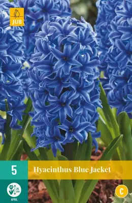 Hyacinthus Blue Jacket 5 hyacintenbollen - afbeelding 1
