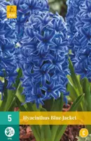 Hyacinthus Blue Jacket 5 hyacintenbollen kopen?