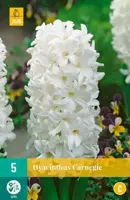 Hyacinthus Carnegie 5 hyacintenbollen - afbeelding 2
