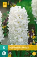 Hyacinthus Carnegie 5 hyacintenbollen kopen?