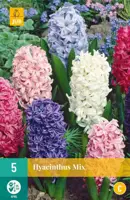 Hyacinthus mix 5 hyacintenbollen kopen?