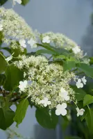 Hydrangea a. 'Petiolaris' (Klimhortensia) klimplant - afbeelding 2