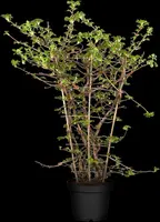 Hydrangea a. 'Petiolaris' (Klimhortensia) klimplant - afbeelding 18