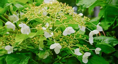 Hydrangea a. 'Petiolaris' (Klimhortensia) klimplant - afbeelding 3