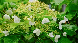 Hydrangea a. 'Petiolaris' (Klimhortensia) klimplant - afbeelding 3