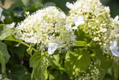 Hydrangea a. 'Petiolaris' (Klimhortensia) klimplant - afbeelding 20