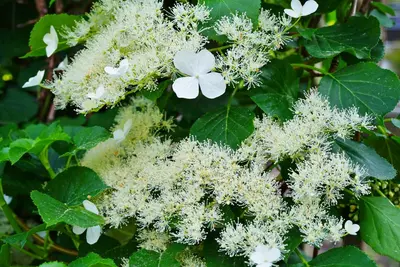 Hydrangea a. 'Petiolaris' (Klimhortensia) klimplant - afbeelding 4
