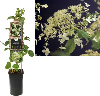 Hydrangea a. 'Petiolaris' (Klimhortensia) klimplant - afbeelding 1